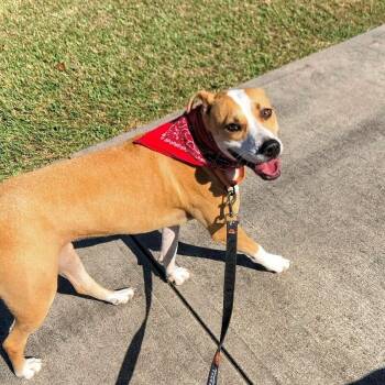 Labrador Retriever and Pit Bull Terrier Dogs Available for Adoption - Sandy Avalon The Girl With The Gentlest Soul | PetCurious