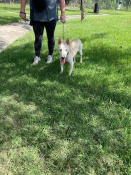 Natalie -  American Bulldog and Terrier Dog for Adoption in Aurora, Colorado - Natalie | PetCurious