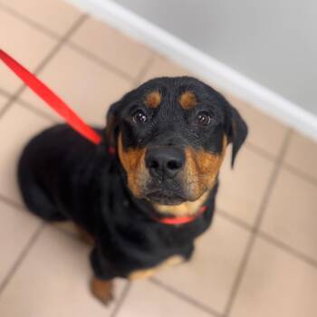 Hoss -  Rottweiler Dog Available for Adoption in Starkville, Mississippi - Hoss | PetCurious