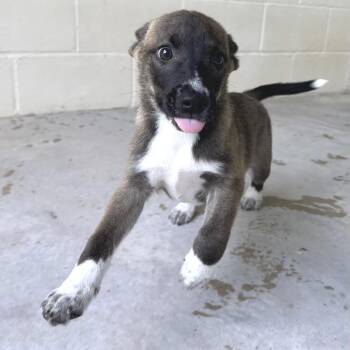 Pound Cake 4400 -  Husky and Mixed Breed Dog for Adoption in Loxahatchee Groves, Florida - Pound Cake 4400 | PetCurious