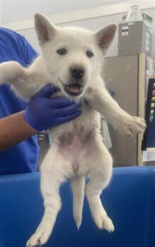 Mixed Breed Dogs Available for Adoption - FLORA | PetCurious