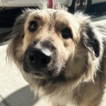 Andrea -  Shepherd Dog for Adoption in Walnut Creek, California - Andrea | PetCurious