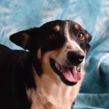 Brandi -  Border Collie and Mixed Breed Dog Available for Adoption in Eureka, California - Brandi | PetCurious