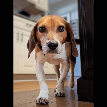 Jimmy Carter -  Beagle Dog for Adoption in Midlothian, Virginia - Jimmy Carter | PetCurious