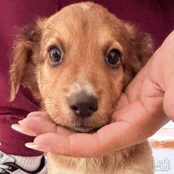 Spaniel Dogs Available for Adoption in Washington, District Of Columbia - Chandler | PetCurious