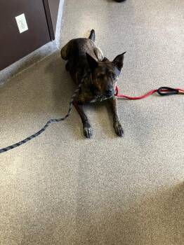 Dingo -  Dutch Shepherd Dog for Adoption in Troy, Ohio - Dingo | PetCurious