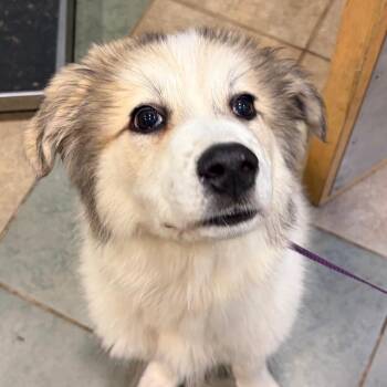 Mixed Breed Dogs Available for Adoption in Chattanooga, Tennessee - Cloud | PetCurious