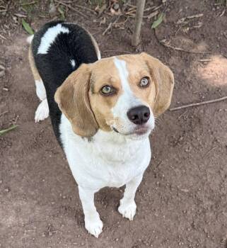Major -  Beagle Dog for Adoption in Midland, Virginia - Major | PetCurious