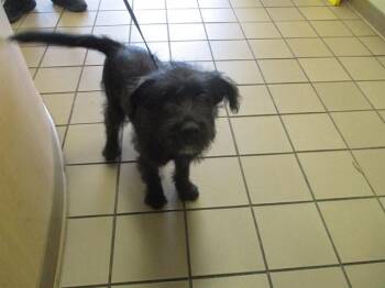 Poodle and Scottish Terrier Dogs Available for Adoption in Ocala, Florida - A381588 | PetCurious