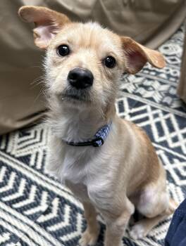 Hot Wheels -  Wirehaired Terrier Dog for Adoption in Lawrenceville, Georgia - Hot Wheels | PetCurious