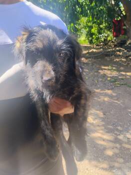 COFFEE -  Golden Retriever and Schnauzer Dog Available for Adoption - COFFEE | PetCurious