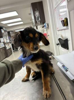 Australian Cattle Dog Blue Heeler Dogs Available for Adoption - Jellybean | PetCurious