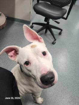 Pudding -  Pit Bull Terrier Dog for Adoption in Sapulpa, Oklahoma - Pudding | PetCurious