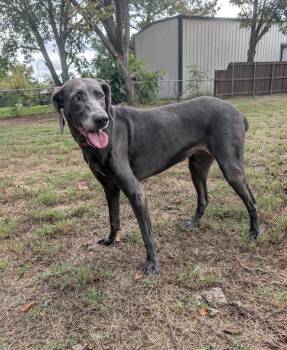 Grace -  Weimaraner Dog for Adoption in Dalworthington Gardens, Texas - Grace | PetCurious