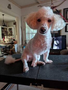 Jimmy (TN) -  Poodle Dog for Adoption in Chattanooga, Tennessee - Jimmy (TN) | PetCurious