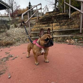 Hennessy -  French Bulldog Dog for Adoption in Rochester, Minnesota - Hennessy | PetCurious