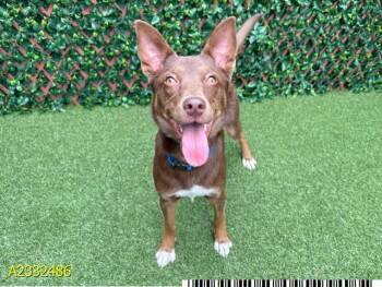 Mixed Breed Dogs Available for Adoption in West Palm Beach, Florida - PHANTOM | PetCurious