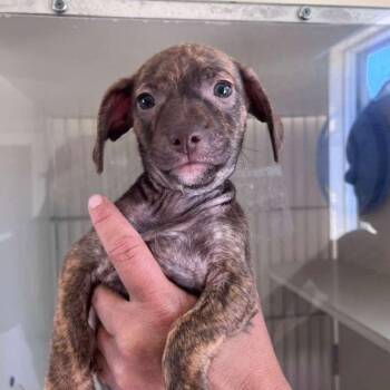 Flit -  Chihuahua and Dachshund Dog for Adoption in San Pablo, California - Flit | PetCurious