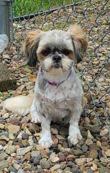 Evelyn -  Shih Tzu Dog for Adoption in Decorah, Iowa - Evelyn | PetCurious