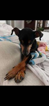 Jane -  Miniature Pinscher Dog for Adoption - Jane | PetCurious