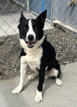 61624846 -  Border Collie Dog for Adoption in Elko, Nevada - 61624846 | PetCurious
