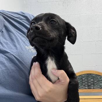 Willow -  Mixed Breed Dog for Adoption in Roanoke, Virginia - Willow | PetCurious