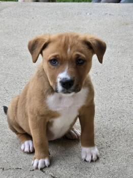 Rescue Shepherd Dogs for Adoption in Broomfield, Colorado - NALA | PetCurious