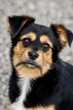 Reesie -  Australian Shepherd and Pomeranian Dog for Adoption in El Segundo, California - Reesie | PetCurious