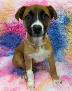 Labrador Retriever and American Staffordshire Terrier Dogs Available for Adoption in Sedalia, Colorado - Cherry | PetCurious
