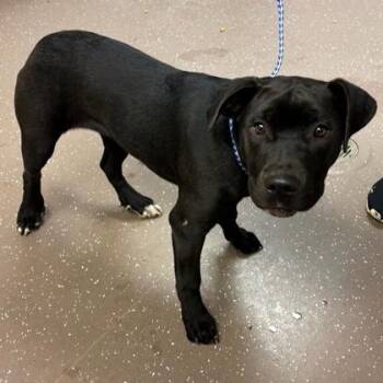 Zoom Zoom -  Pit Bull Terrier Dog for Adoption in Northbrook, Illinois - Zoom Zoom | PetCurious