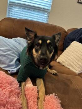German Shepherd Dog Dogs Available for Adoption in Pflugerville, Texas - Daisy | PetCurious