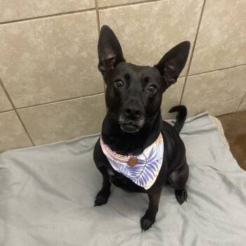 Shepherd Dogs Available for Adoption in Springfield, Missouri - Dolly | PetCurious