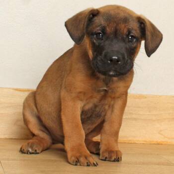 American Bulldog and Mixed Breed Dogs Available for Adoption in Minnetonka, Minnesota - Finn D68859 | PetCurious
