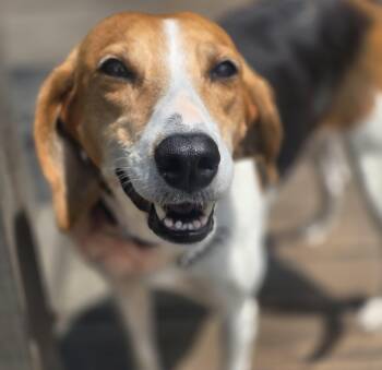Beagle and Mixed Breed Dogs Available for Adoption in Rock Hill, South Carolina - Tess | PetCurious