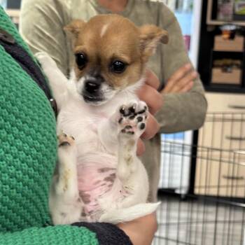 Mixed Breed Dogs Available for Adoption in San Francisco, California - Vesta | PetCurious