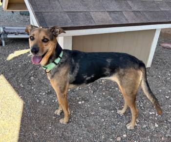 Rescue German Shepherd Dog and Cattle Dog Dogs for Adoption in Cottonwood, Arizona - Agria | PetCurious