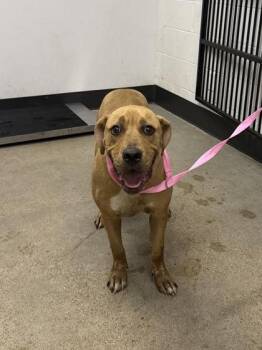 Waffles -  Hound Dog for Adoption in Cleveland, Ohio - Waffles | PetCurious