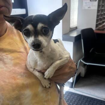 Chihuahua Dogs Available for Adoption in West Chester, Pennsylvania - Xyla | PetCurious