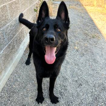 Finn -  German Shepherd Dog Dog for Adoption in Lindon, Utah - Finn | PetCurious
