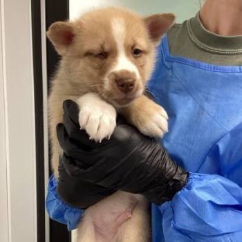 Mixed Breed Dogs Available for Adoption - Onyx | PetCurious