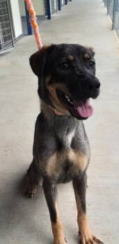Terrier Dogs Available for Adoption in Athens, Tennessee - Apple | PetCurious