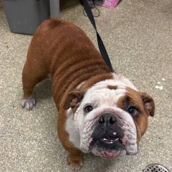 IVHS-Stray-139869_2 -  English Bulldog Dog for Adoption in San Gabriel, California - IVHS-Stray-139869_2 | PetCurious