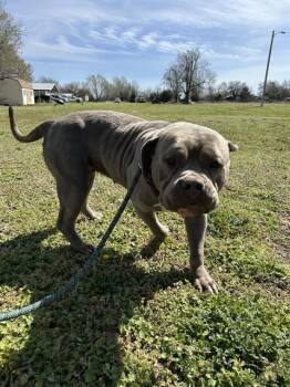 Staffordshire Bull Terrier and Mixed Breed Dogs Available for Adoption - GRACIE | PetCurious