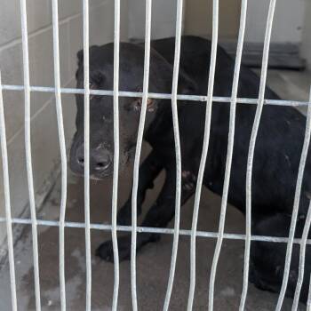 Rocky -  Pit Bull Terrier and Mixed Breed Dog for Adoption in Buchanan Dam, Texas - Rocky | PetCurious