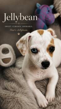 Jellybean -  Chihuahua Dog for Adoption in Lucas, Texas - Jellybean | PetCurious