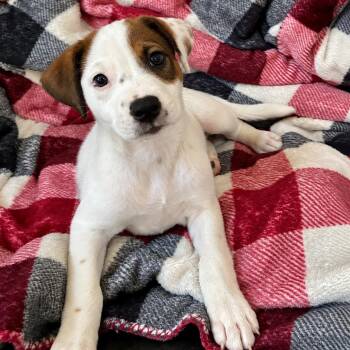 Gabby -  Cattle Dog and Mixed Breed Dog for Adoption in Fort Collins, Colorado - Gabby | PetCurious