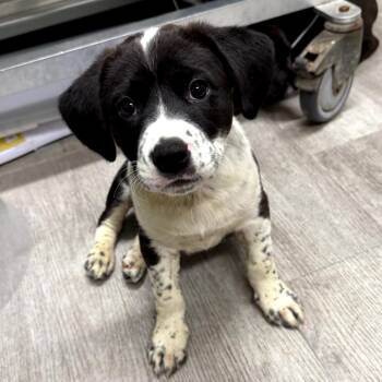 American Staffordshire Terrier and Great Pyrenees Dogs Available for Adoption in Waldorf, Maryland - La-La | PetCurious