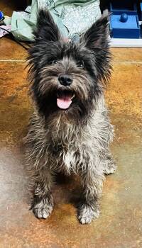 Independence -  Cairn Terrier Dog for Adoption in Council Bluffs, Iowa - Independence | PetCurious