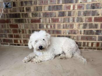 Poodle and Maltese Dogs Available for Adoption in VERNON ROCKVL, Connecticut - Shakiro | PetCurious