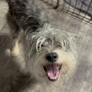 Rescue Yorkshire Terrier Dogs for Adoption in Alma, Michigan - Frito | PetCurious